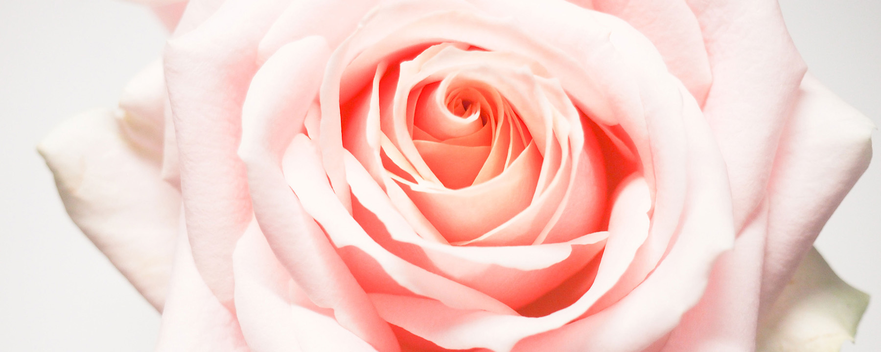 pink rose